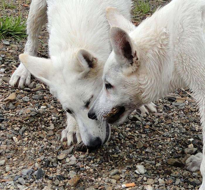 weisser Schäferhund - die Grenzgänger