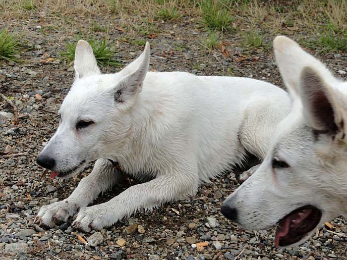 weisser Schäferhund - die Grenzgänger