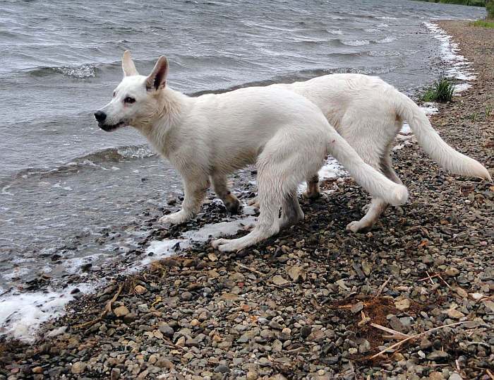 weisser Schäferhund - die Grenzgänger