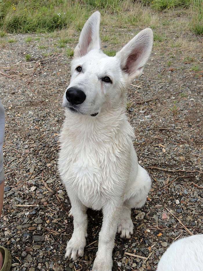 weisser Schäferhund - die Grenzgänger