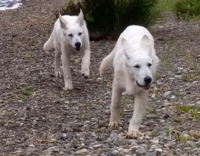 weisser Schäferhund - die Grenzgänger