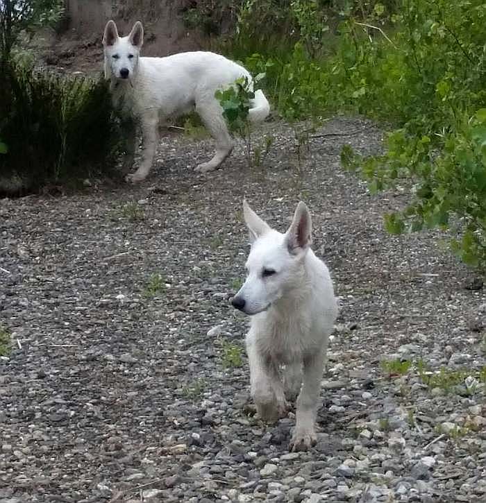 weisser Schäferhund - die Grenzgänger