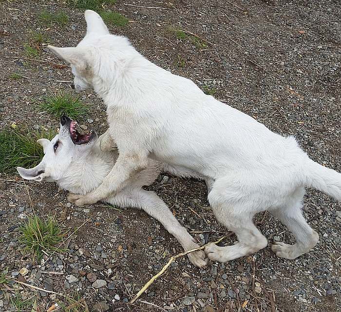 weisser Schäferhund - die Grenzgänger