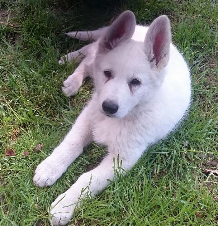 weisser Schäferhund - die Grenzgänger