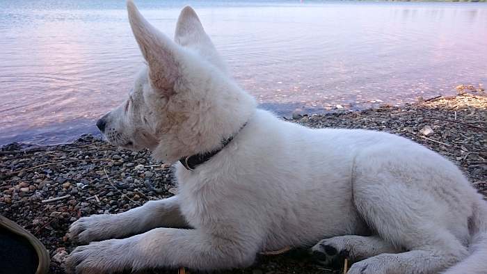weisser Schäferhund - die Grenzgänger