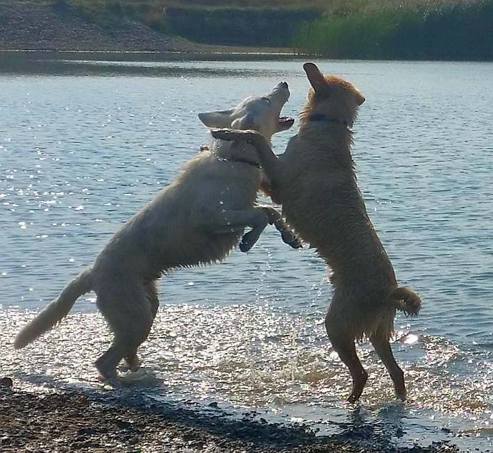 Weisser Schferhund von den Grenzgngern