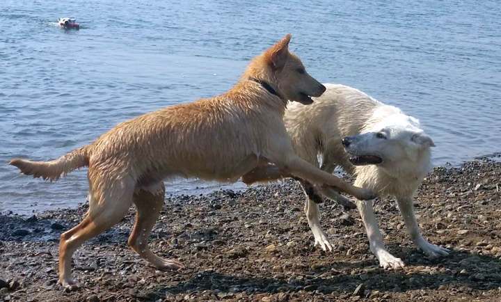 Weisser Schferhund von den Grenzgngern