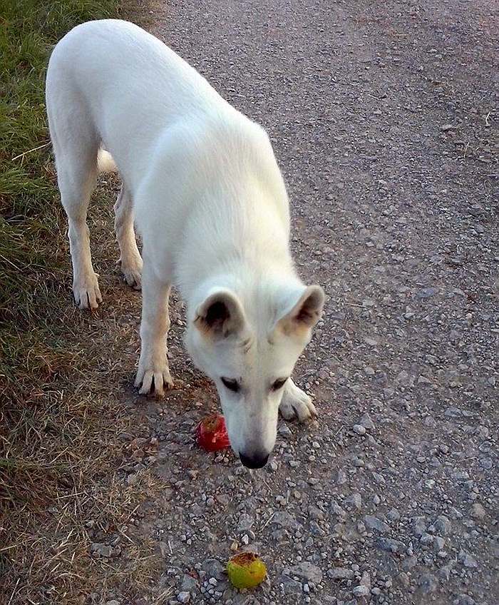 Weisser Schferhund von den Grenzgngern