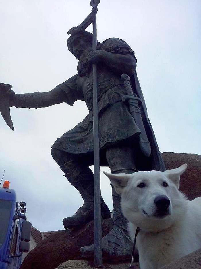 weisser Schferhund Wotan von den Grenzgngern