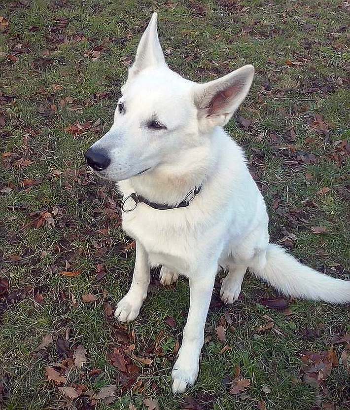 weisser Schferhund Wotan von den Grenzgngern