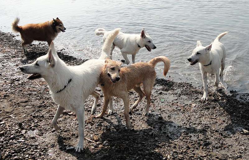 weisser Schferhund von den Grenzgngern