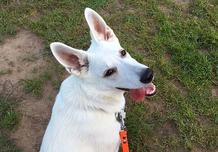 Mika - weisser Schferhund von den Grenzgngern