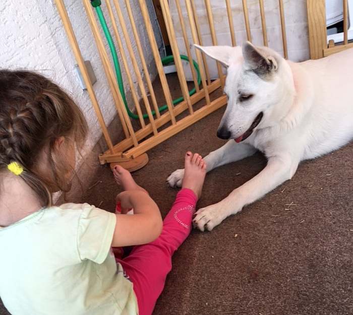 Mika - weisser Schferhund von den Grenzgngern