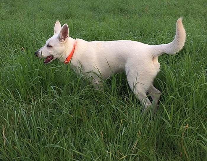 Mika - weisser Schferhund von den Grenzgngern