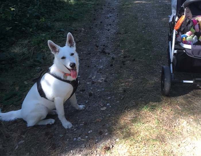 Mika - weisser Schferhund von den Grenzgngern