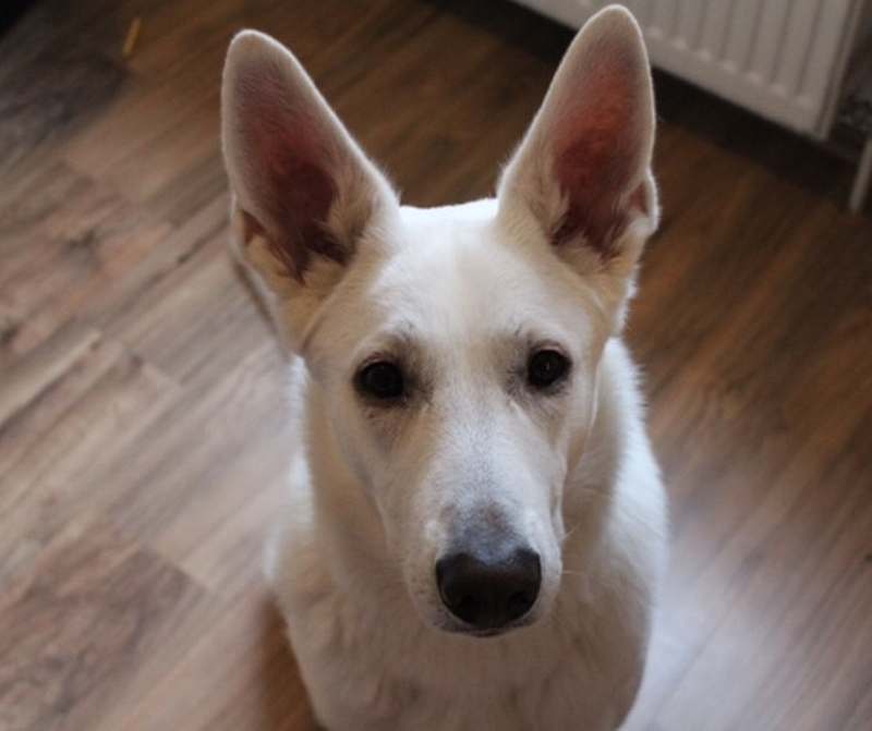 Mika - weisser Schferhund von den Grenzgngern