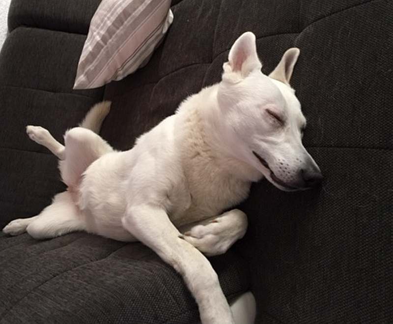 Mika - weisser Schferhund von den Grenzgngern