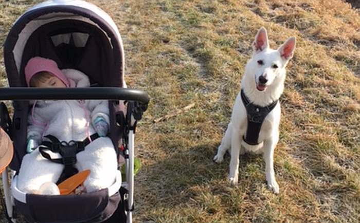 Mika - weisser Schferhund von den Grenzgngern