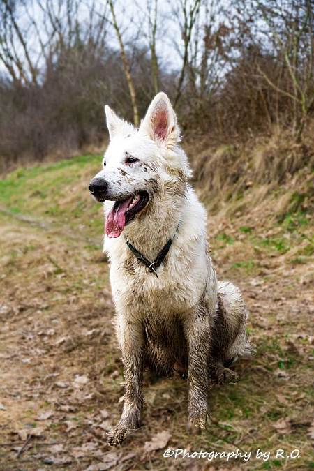 weisser Schferhund Odin