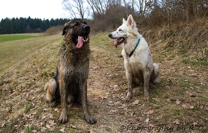 Odin - weisser Schferhund - 12 Monate alt